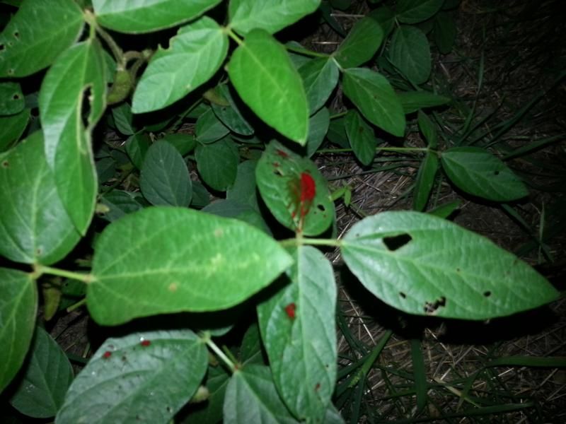 Soybeans