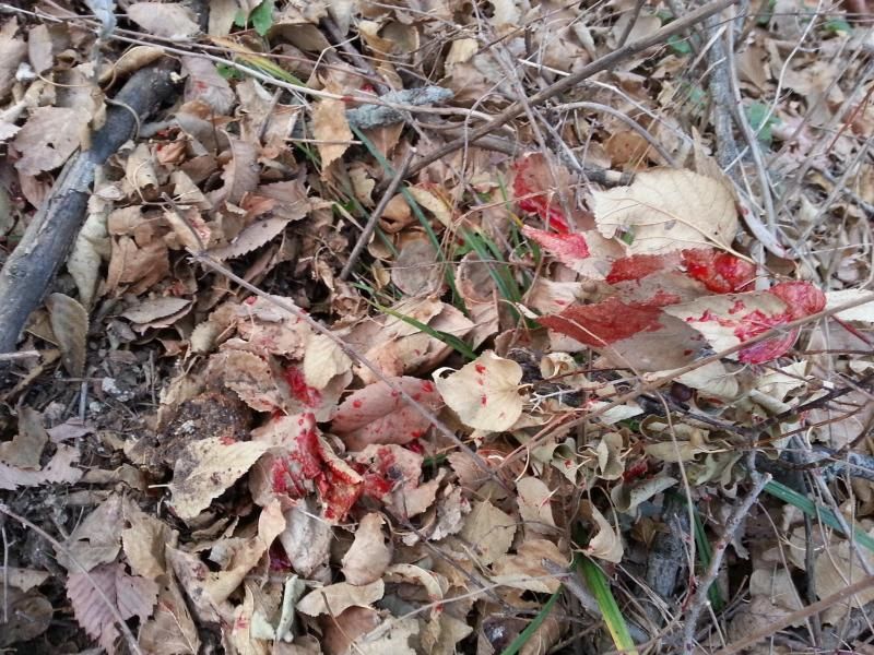 Deer-blood