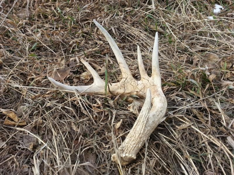 Large Deer Shed