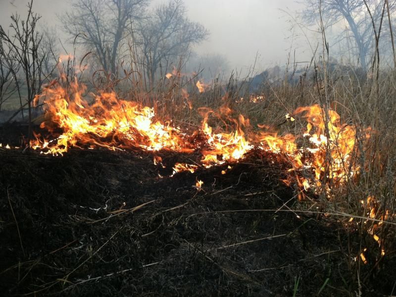 Burning Brome Grass